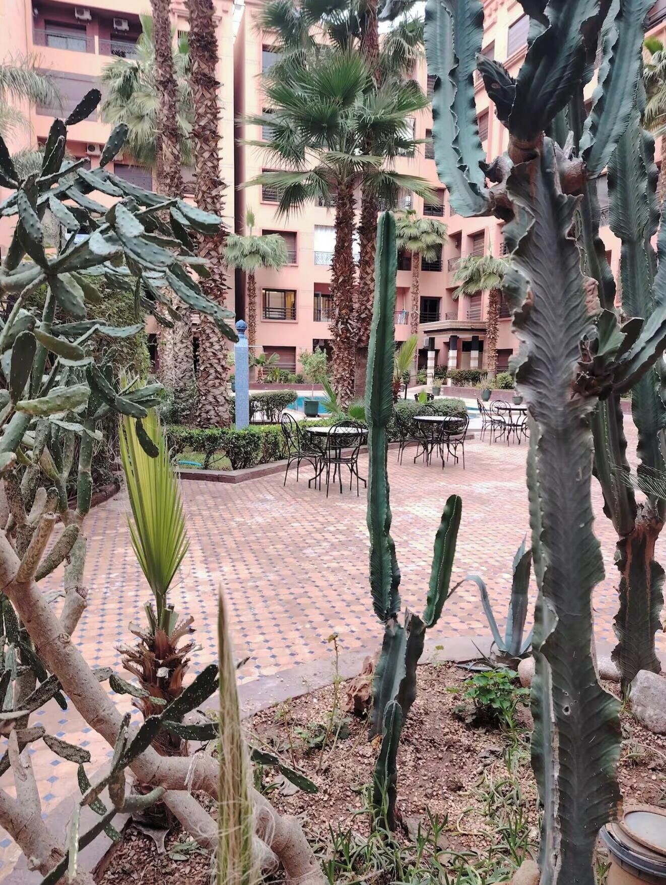A courtyard with cacti, palm trees, and a tiled floor.