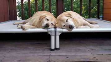 Pet-friendly