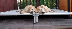 Pet-friendly