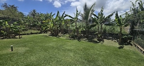 Ein Garten mit Gras, Bananenstauden und einer Steinmauer.