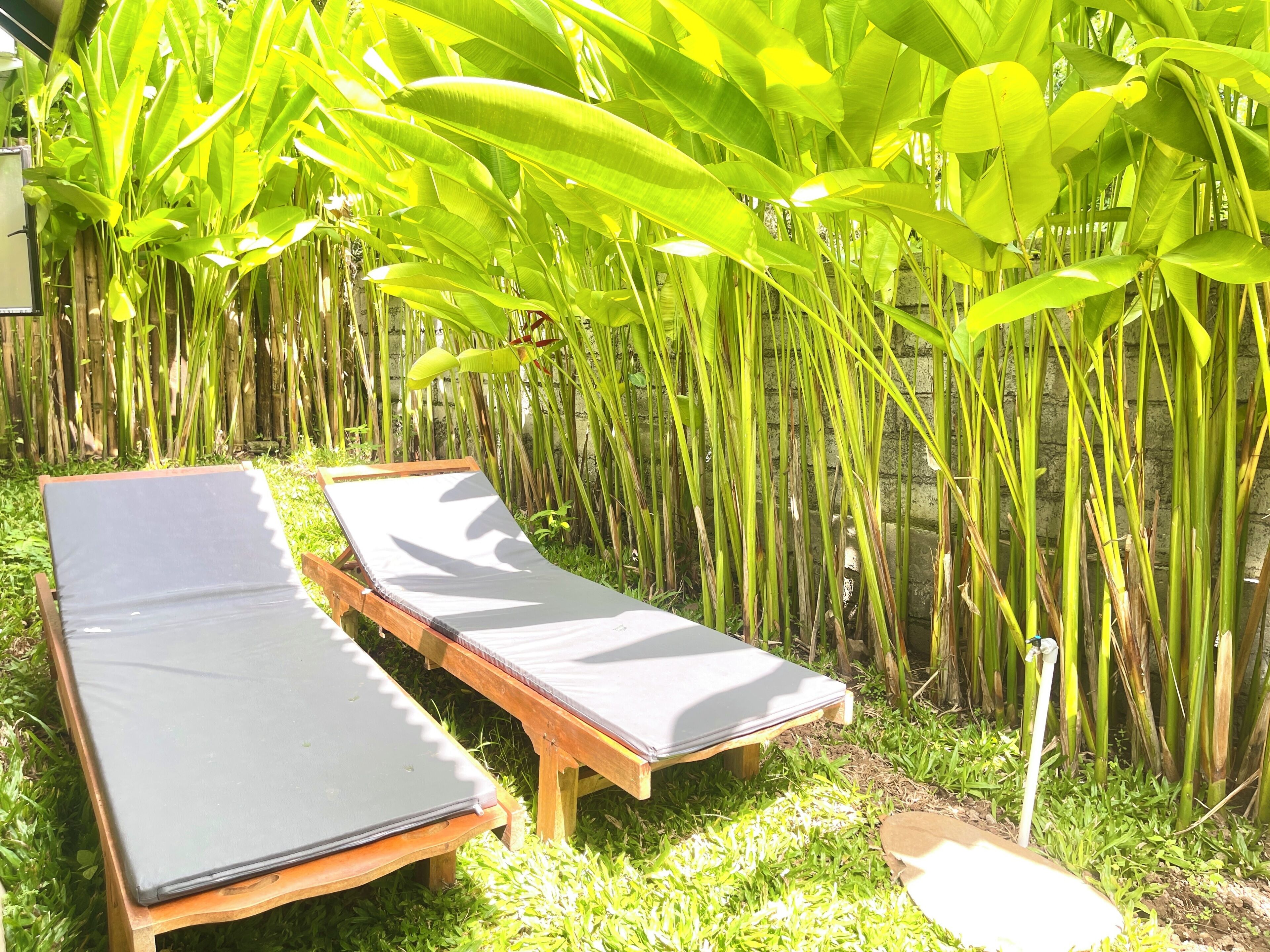 Two wooden lounge chairs with grey cushions in a garden area with lush green banana plants.