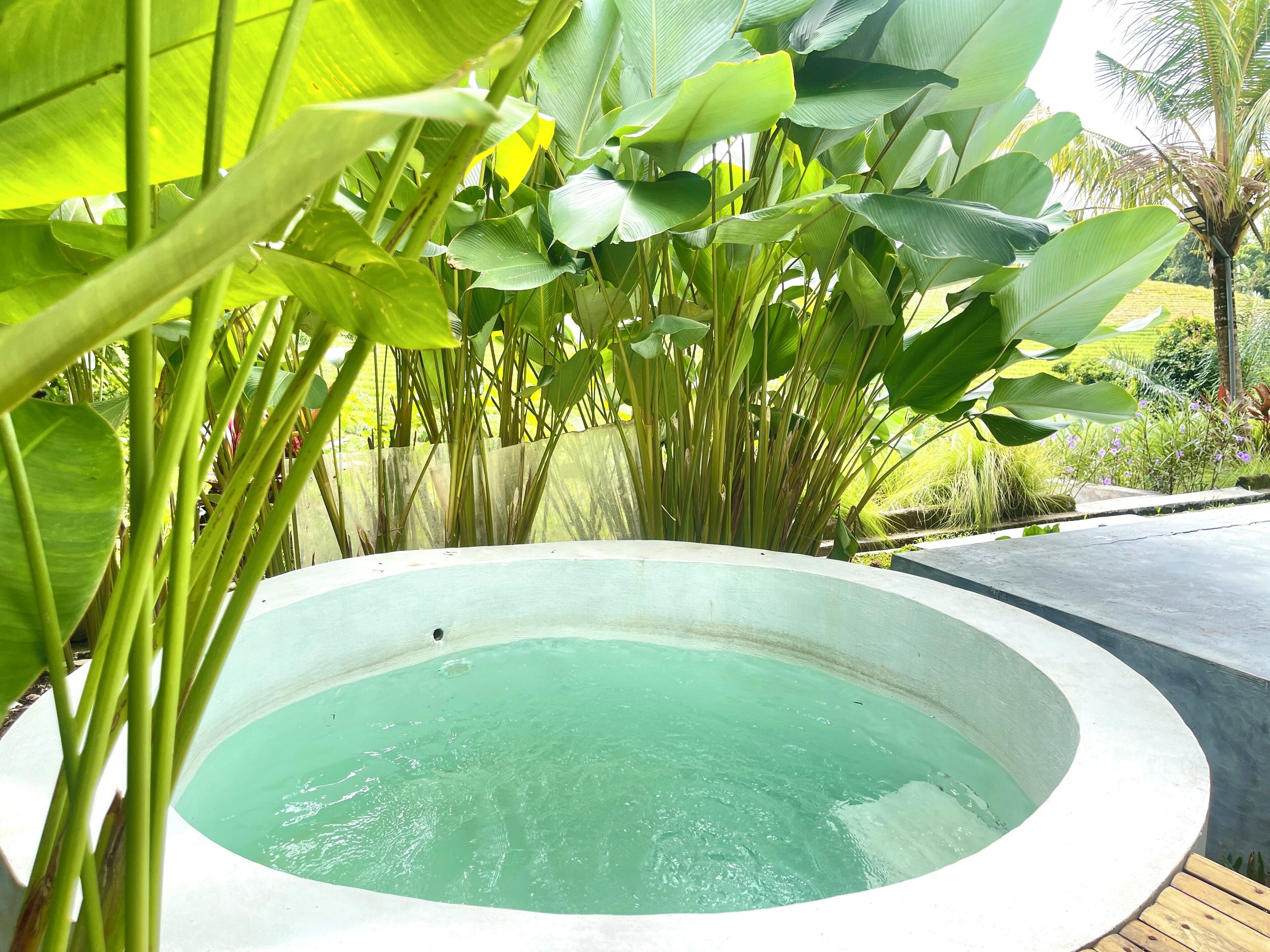 Una piscina circular rodeada de abundante vegetación.