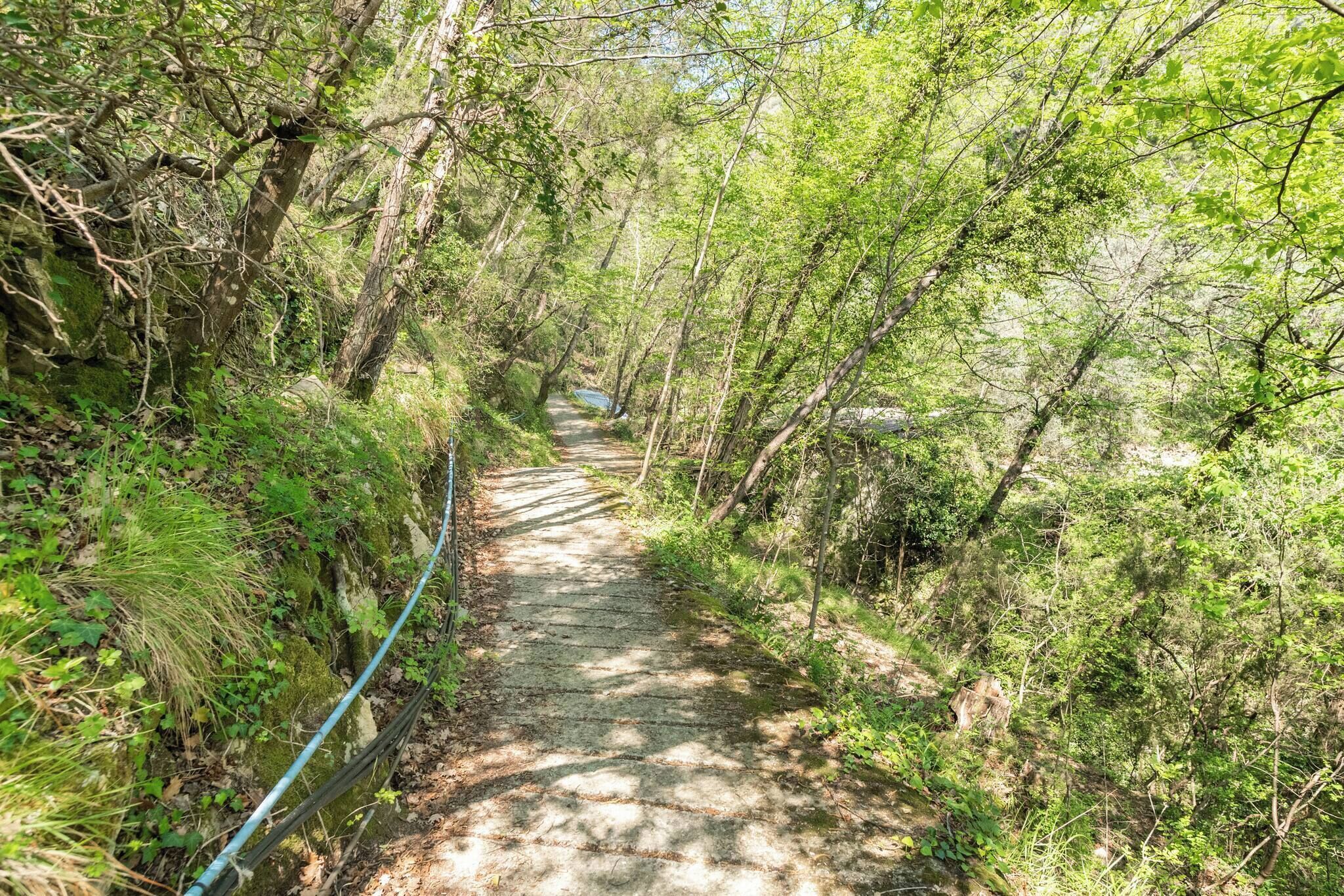 A narrow, stone-paved path surrounded by dense greenery and trees.