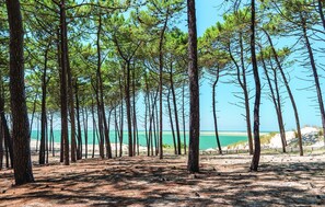 Ein Wald mit hohen Kiefern und einem Strand im Hintergrund.