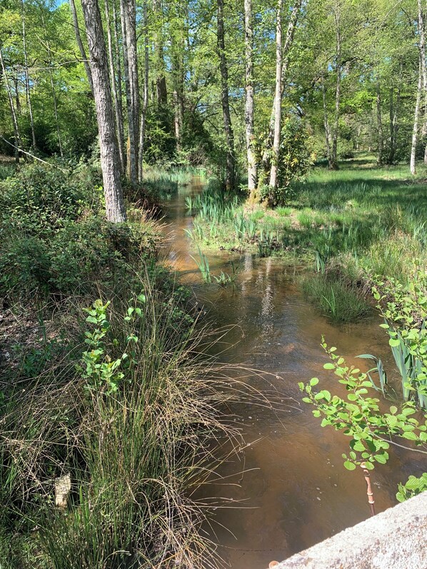 Paisaje natural con un arroyo rodeado de árboles y vegetación.