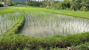 A paddy field with young rice plants, surrounded by greenery and palm trees under a cloudy sky. - Mejan Beach Home Stay (Selemadeg)