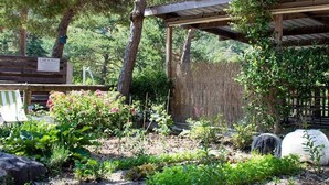 A garden with a wooden pergola, various plants, and a bench.