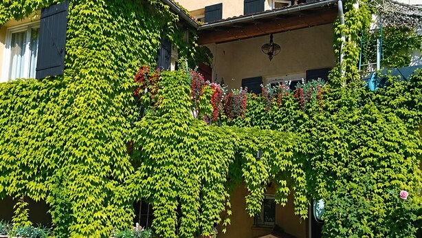 A building with a courtyard, covered with green ivy, and a small structure in the center.