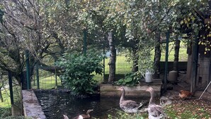Ein Teich mit Enten und einem Huhn, umgeben von Grünpflanzen und einem Zaun.