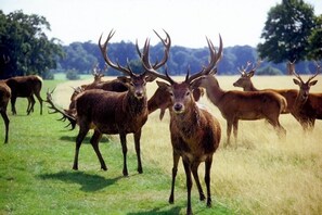 Miscellaneous - Richmond Park , self contained Peaceful Apartment . Free off street Parking . (London)