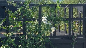 Een tuin met houten omheining, groen en witte bloemen.