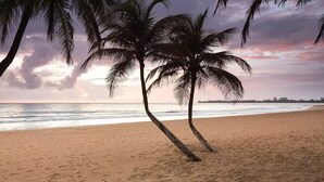 A beach with palm trees and a sunset.