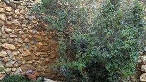 Un mur de pierres, un petit arbre et une terrasse dallée.