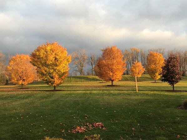 A grassy field with trees displaying autumn foliage. - COUNTRY POOL HOUSE VILLA MINUTES TO ELORA (Fergus)
