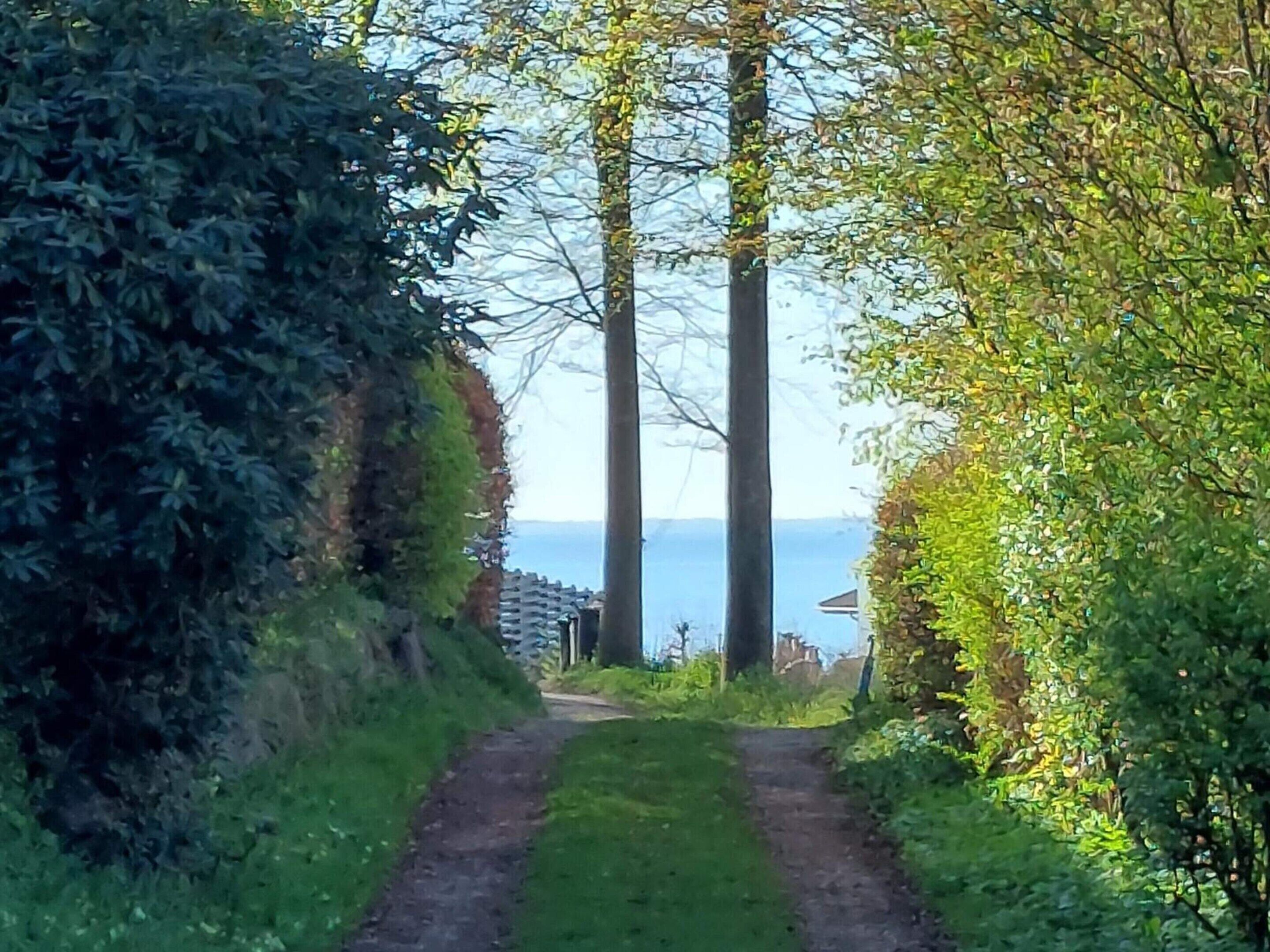 A narrow path leading to a body of water, surrounded by dense foliage and tall trees.
