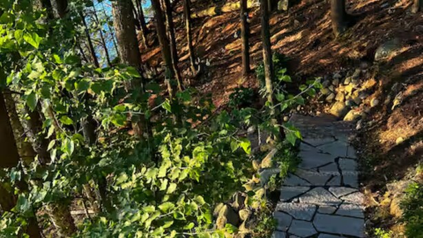 Un sendero de piedra en un área boscosa con árboles y follaje.