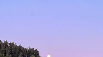 Un área boscosa con cielo despejado y una luna visible.