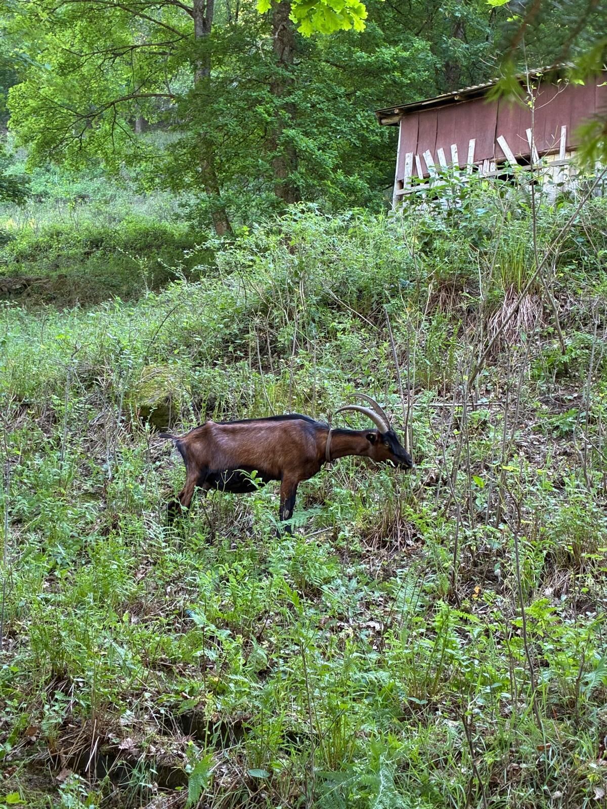 A goat in a natural, wooded area with dense vegetation and a wooden structure in the background.