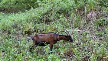 A goat in a natural, wooded area with dense vegetation and a wooden structure in the background.