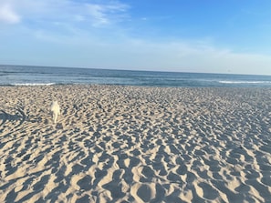 Une plage de sable avec des empreintes menant à l’eau, un ciel dégagé et un oiseau lointain.