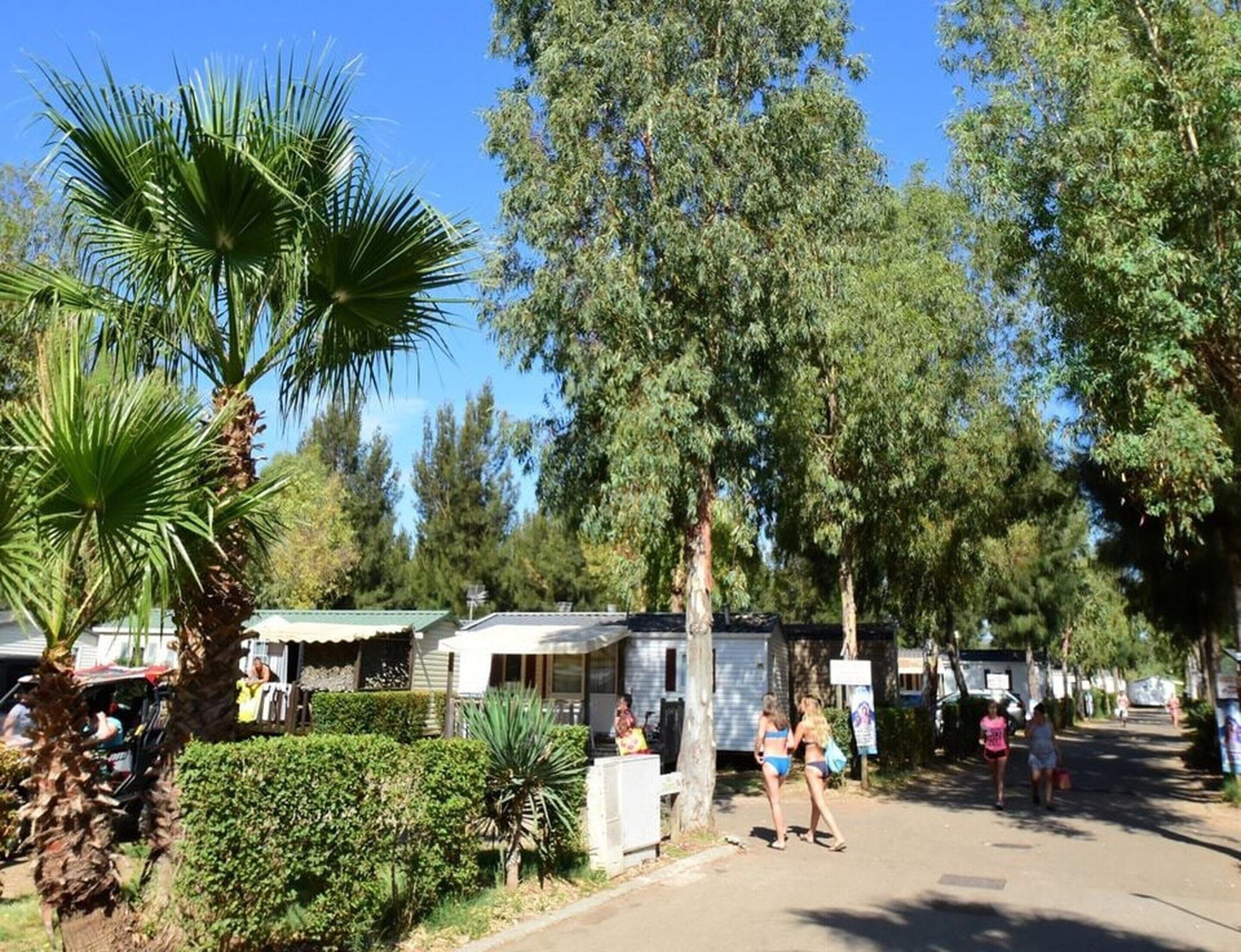 A street lined with mobile homes, a palm tree, and a clear blue sky.