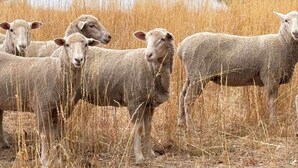 Un grupo de ovejas cerca de un cuerpo de agua con una colina boscosa al fondo.