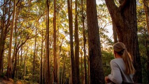 Una mujer sentada en un banco en un bosque con árboles altos y un sendero de tierra.