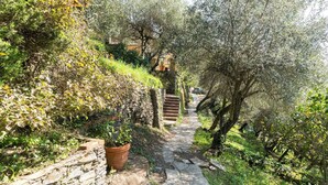 A stone pathway leading through a garden with olive trees and a stone wall on one side. - A yurt among olive trees and the sea (Rapallo)