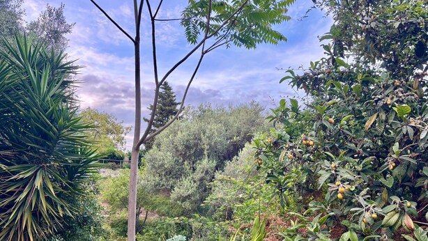 Ein Garten mit verschiedenen Pflanzen und Bäumen.