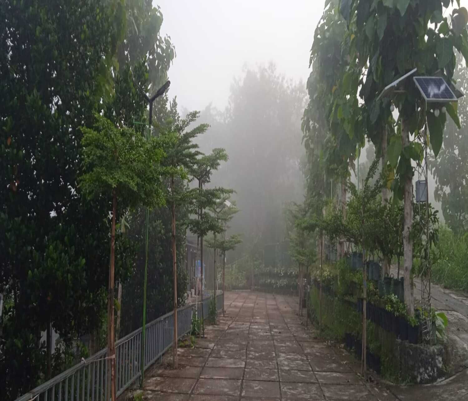 Eine neblige Straße mit Bäumen und einem Metallzaun.