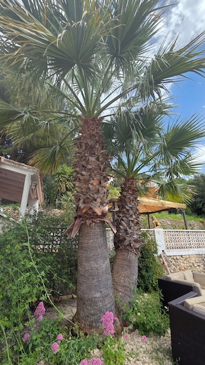 Deux palmiers, une pergola en bois et une chaise en osier, le tout dans un cadre de jardin.