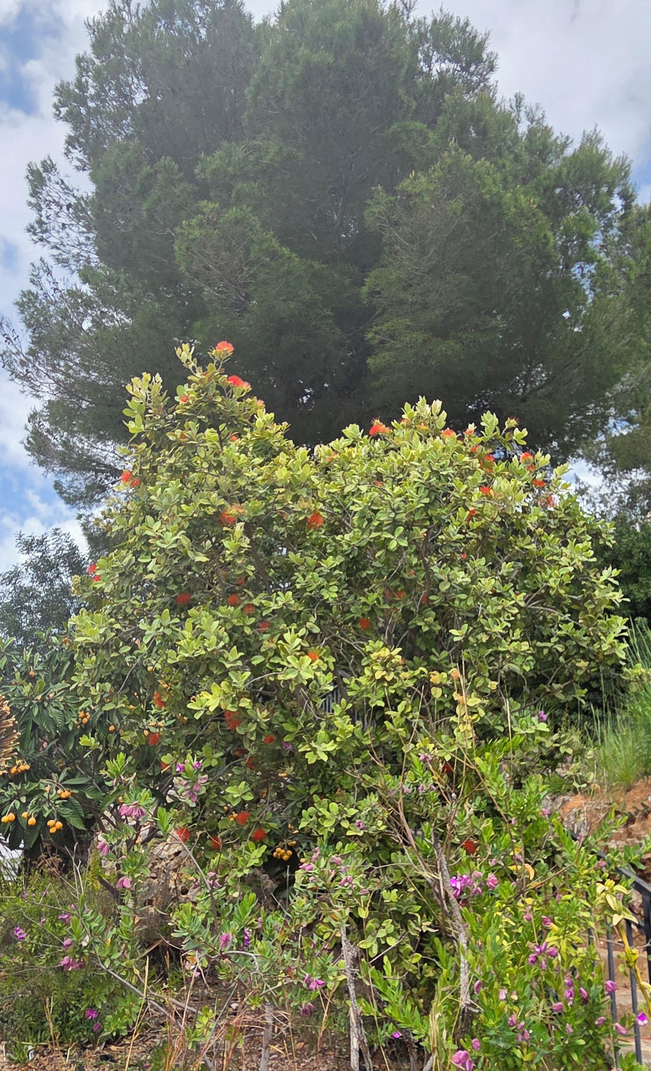 Een dichte groep bomen met groen bladerdak en enkele rode bloemen.