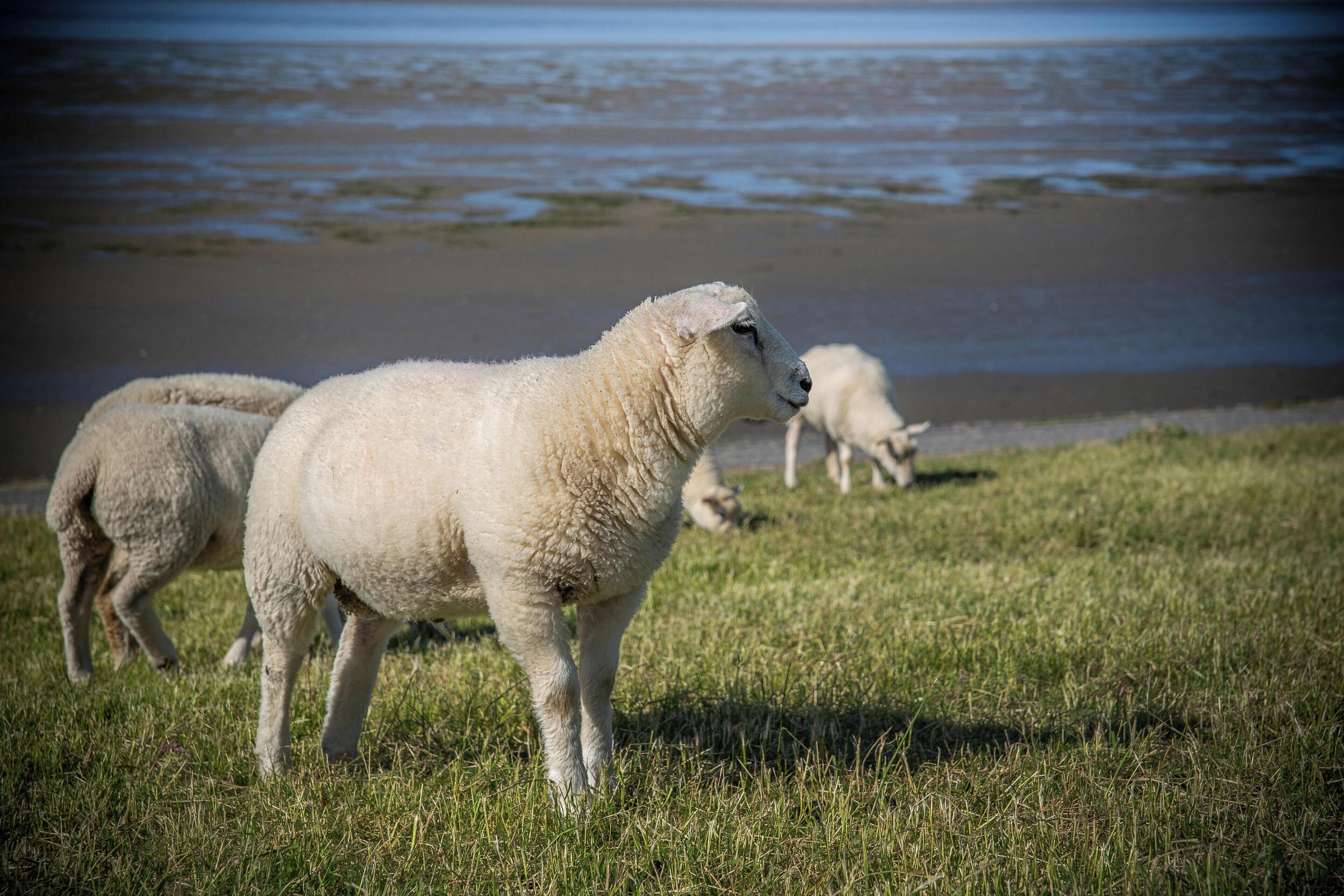 A grassy area with sheep grazing near a body of water.
