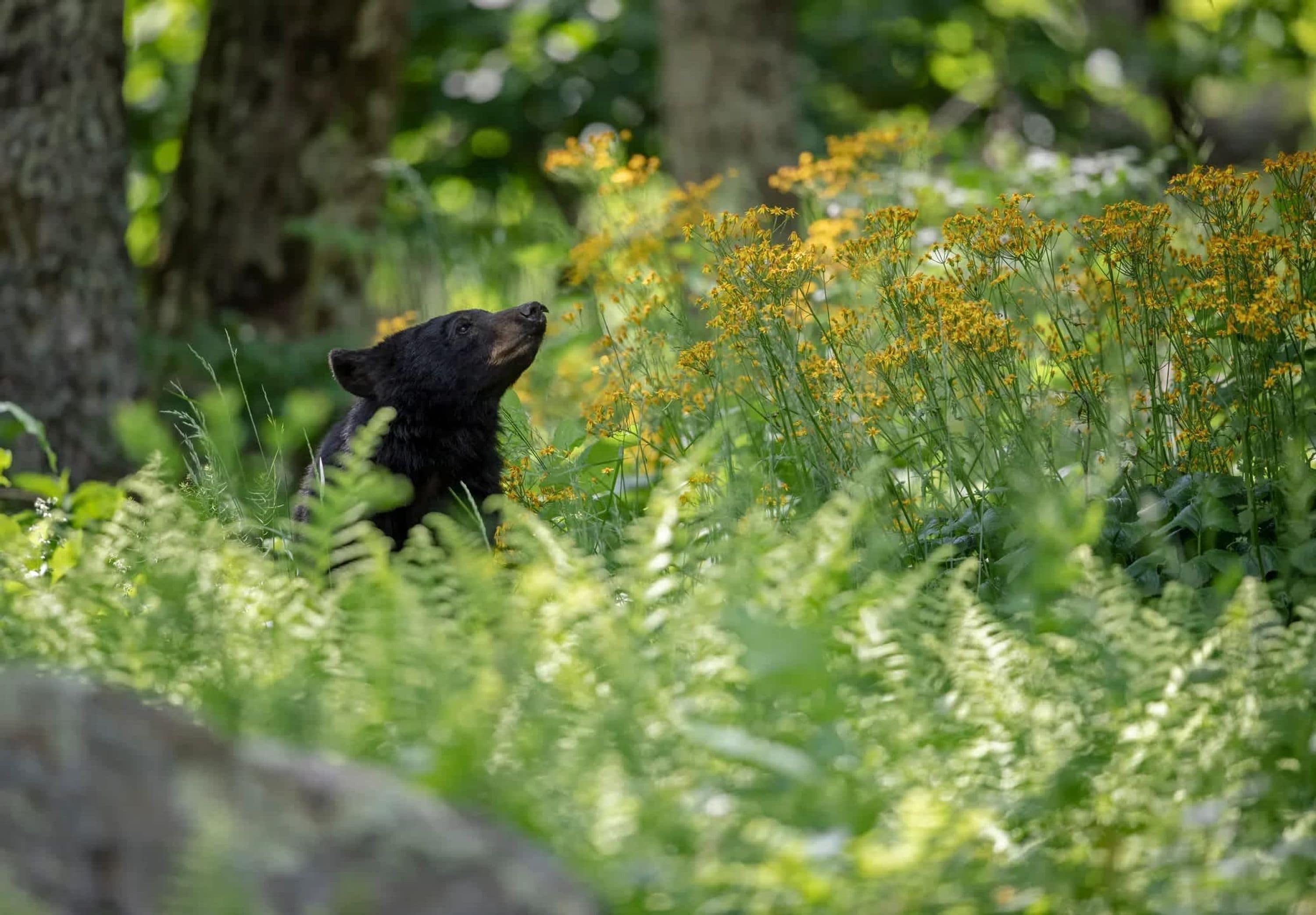 A bear in a forested area with tall grass and yellow flowers.