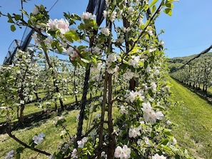 Ein Weinberg mit Reihen blühender Bäume.