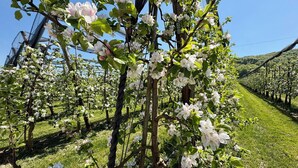 En vingård med rader av blommande träd.