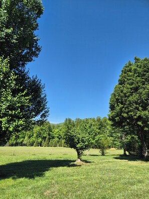 A grassy field with trees and a clear blue sky.