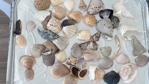 Une collection de coquillages dans un récipient en plastique transparent.