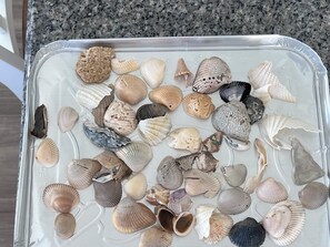 Eine Sammlung von Meeresschalen in einem durchsichtigen Kunststoffbehälter.