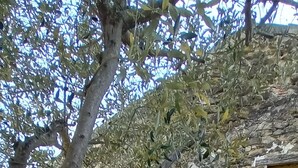 A gravel driveway leading to a stone building with a white door, surrounded by trees and a stone wall. - 1 BEDROOM STUDIO GRILLON 2 STEPS FROM THE CENTER (Grillon)