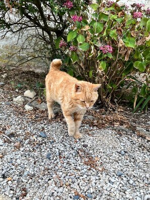 Eine Katze geht auf einem Schotterweg, im Hintergrund ein Busch und Blumen.