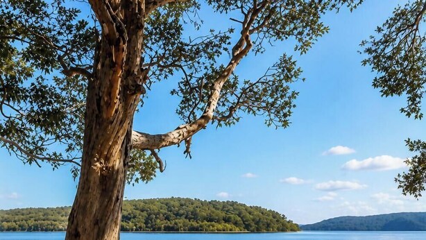 Una playa con un árbol grande, agua cristalina y una colina verde distante.