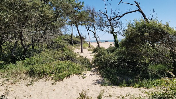 En sandstig som leder till en strand med gles växtlighet och några få träd.