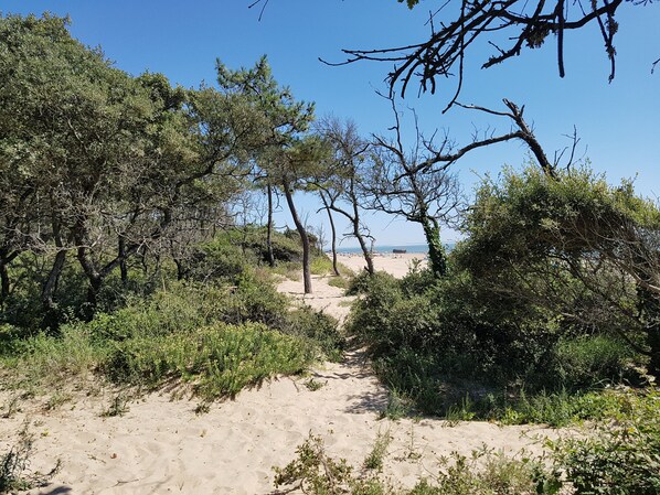 Ein sandiger Pfad führt durch dichtes Grün zu einem Strand.