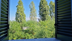 A room with a view of trees and a clear sky through open shutters.
