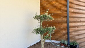 Eine Holzterrasse, ein kleiner Baum und eine Holzwand.