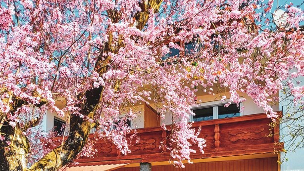 Un bâtiment en bois avec un pilier en pierre, une véranda meublée en bois et un arbre aux fleurs roses.