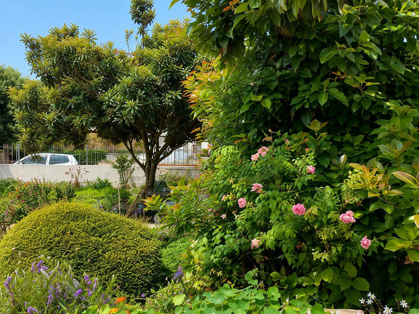 A garden with various plants and flowers, a tree, and a parked car.