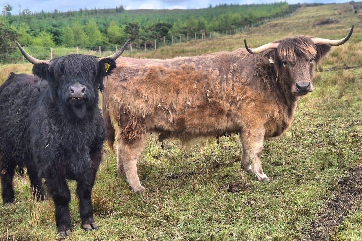 Deux yaks se tiennent dans un champ herbeux, avec une clôture et des arbres en arrière-plan.