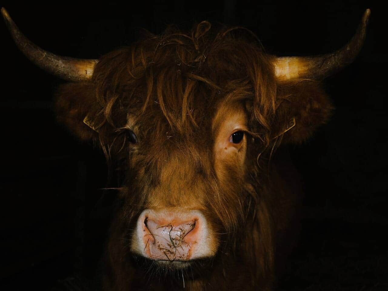 A close-up of a cow's face with prominent horns and a dark background.